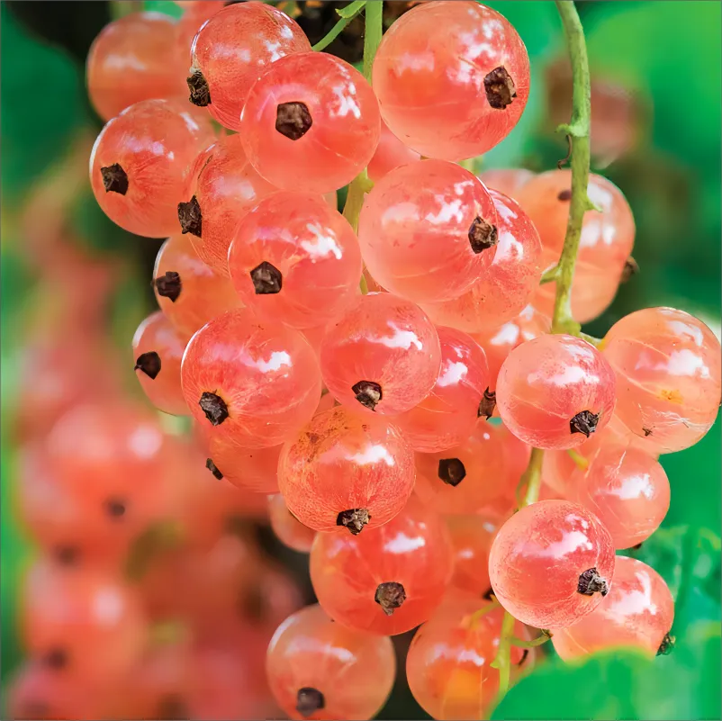 Berry Necklace